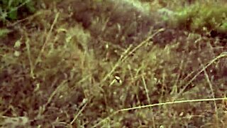 petite blowjob in cyprus nature so risky