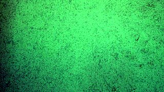 Panties Try On Haul: Thong Only With Ass Shaking And Teasing For Free