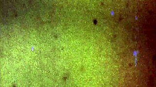 Asiantgirl paula cums for you in solo masturbation! 😘