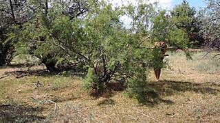 Shy Aboriginal Cosplay Dancing Outdoors