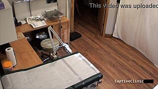 Ihmiset marsut Phoenix Rose!