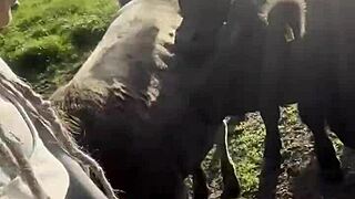 just a happy hippie country girl chatting with cows and you about her tattoos