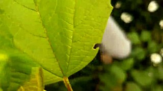 Neighbor's Daisy Masturbation Peeks Your Curiosity