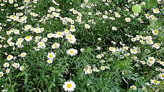 Neighbor's Daisy Masturbation Peeks Your Curiosity