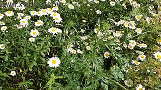 Neighbor's Daisy Masturbation Peeks Your Curiosity