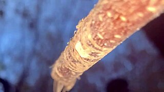 Real witch bends over forest tree for big cock doggystyle creampie pounding