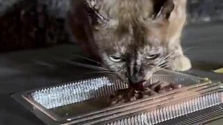 just a normal thai lady here, nothing crazy with these stray cats... right?