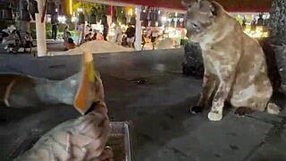 just a normal thai lady here, nothing crazy with these stray cats... right?