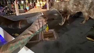 just a normal thai lady here, nothing crazy with these stray cats... right?