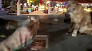 just a normal thai lady here, nothing crazy with these stray cats... right?