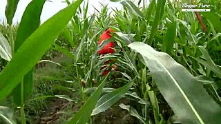 Escaped prisoner stepbrother craves blonde pussy in steamy threesome fuck