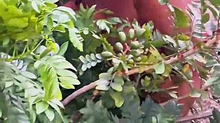 vizinha evangélica with big ass and tits picks fruits in public outdoor tease