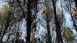 Sex in the woods with a latina bitch - lilosgirl